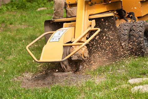 Tree surgeons or to give them their proper title, 'arborists', deal with the cultivation and management of individual. Tree Stump Removal - Nassau County Tree Surgeons