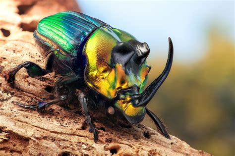 Animals Insect Beetles Macro Wallpapers Hd Desktop And Mobile