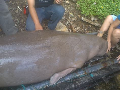Nama yang salah ini tetap dipakai karena yang dimaksud memang duyung yang sebenarnya. penjaga hati: ikan duyung fakfak