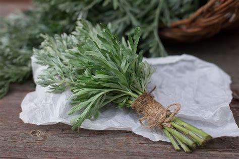 Artemisa Características Usos Naturales Y Precauciones Mejor Con Salud