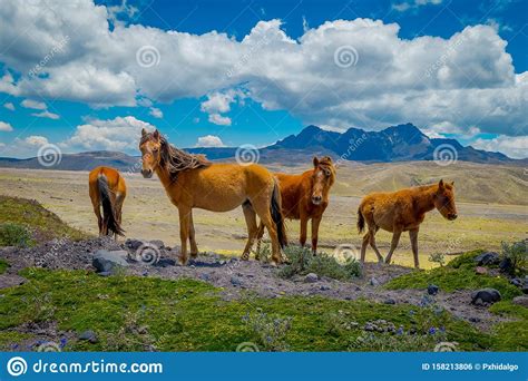 Wild Horses In The Cotopaxi National Park In Ecuador Stock Photo