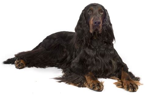 Why buy a gordon setter puppy for sale if you can adopt and save a life? Gordon Setter Dog Breed Information