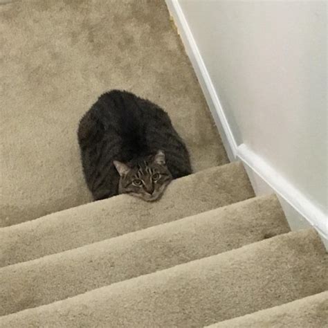 i is stair now cats know your meme