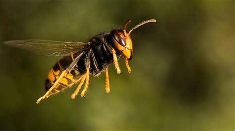 Irish Beekeepers Fearing For Their Hives As Killer Hornets Advance Ireland The Times