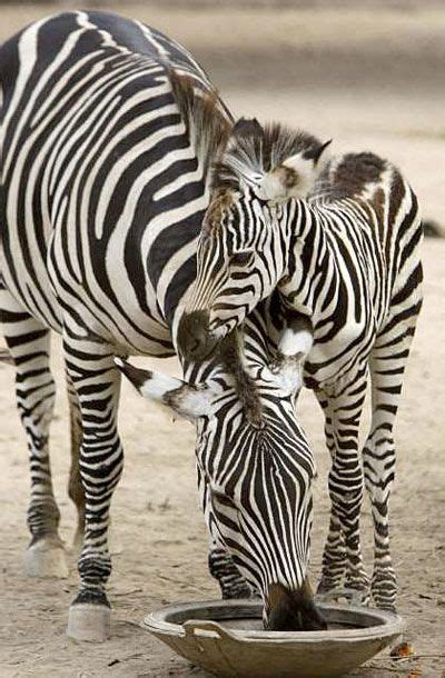 Zebra Love Animals Beautiful Cute Animals Mother And Baby Animals