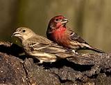 Pictures of Female House Finch