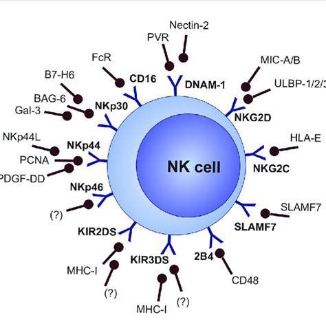 Nk Cell Activating Receptors And Their Ligands Download Scientific