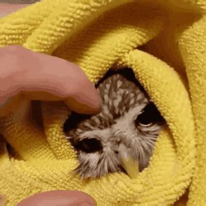 GEORGE BRAD TAKEI Present Team Takei Owl Owl Gifs Pets