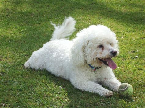 Bichon Frise Dog Breed Information Pictures And More