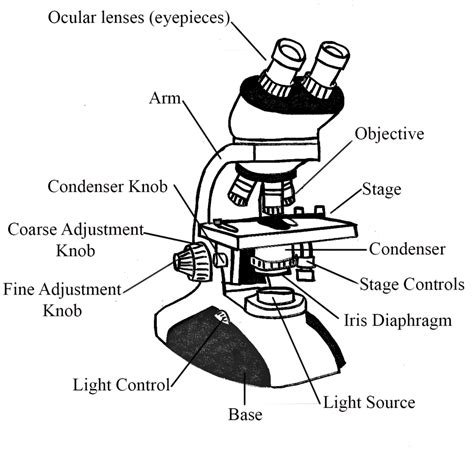 Microscopios Libretexts Espa Ol