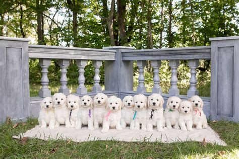 What's not to love about a friendly, outgoing companion who loves to. English Cream Mini Golden Doodle Puppies | Doodle puppy ...