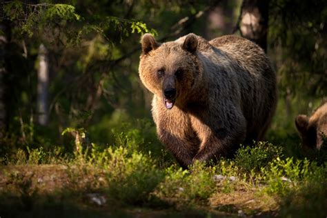 Wallpaper Nature Animals Mammals Bears 3000x2000 Wallpapermaniac