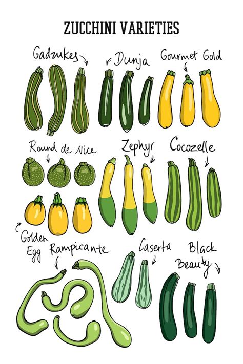Courgettes) or baby marrow (cucurbita pepo) is a summer squash. Robert Parker: The Wine Advocate