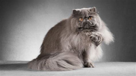 Persian Cat Personality Characteristics Pets Lovers