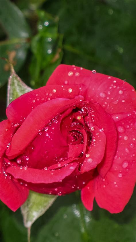 Wallpaper Red Rose Water Droplets Flowers 2560x1920 Hd Picture Image