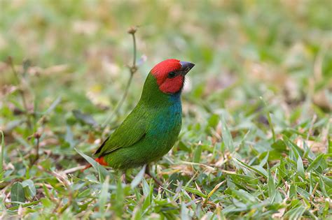 Red Faced Parrot Finch