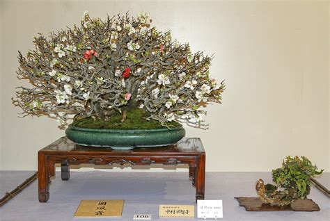 This is the queen of the japanese varieties. Kokufu Bonsai Ten Shows, Part III, #1 Through #89 (1934-2015)
