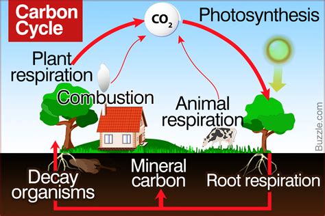 A Brief Guide To The Steps Of The Carbon Cycle Biology Wise