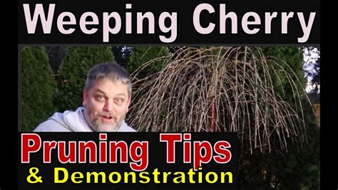 Pruning Weeping Cherry Tree And Trouble With My Wife Youtube
