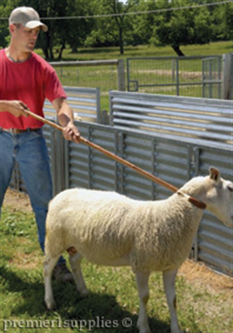 Con le buone o con le cattive. Premier1Supplies.com - Try Premier's Sheep