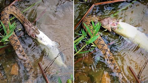 Incredible Pictures Of Snake Devouring Fish Remind Us Its The Time Of