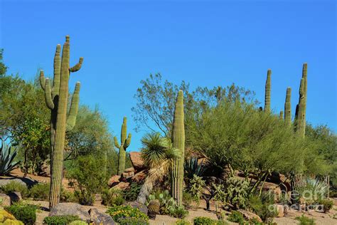 Sonoran Desert Cactus Landscape In Arizona Photograph By Norm Lane