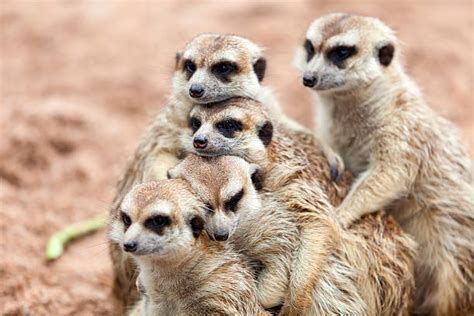 Meerkat Group Stock Photos Pictures And Royalty Free Images Istock