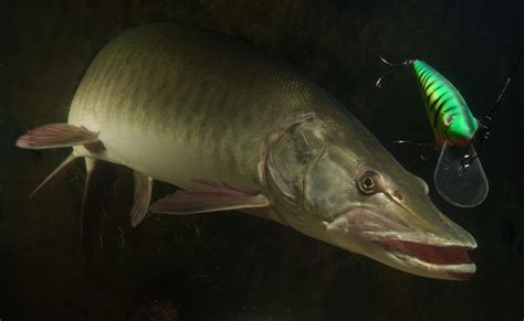 The muskie program provides opportunities for master's level study in the united states to citizens from armenia, azerbaijan, belarus, georgia, kazakhstan, kyrgyzstan, moldova, tajikistan, turkmenistan. Michigan expands Great Lakes muskie stock | Great Lakes Echo