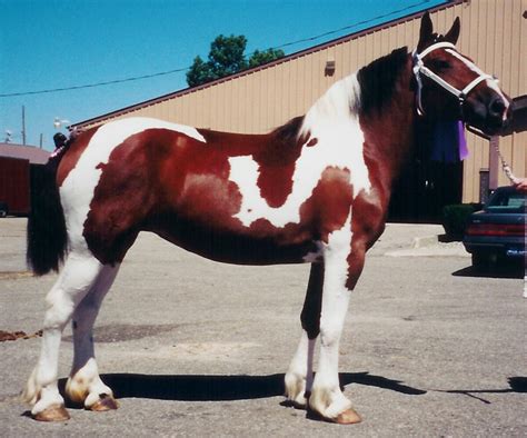 Rare Draft Horse Breeds