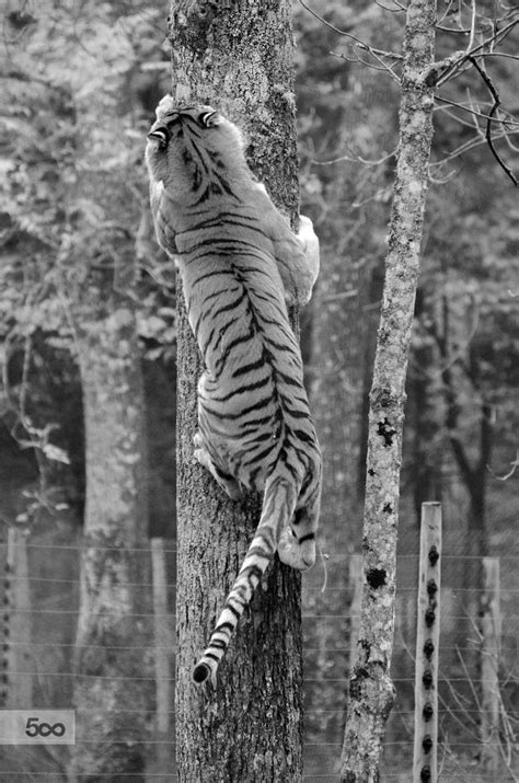 Tiger Climbing Tree Tiger Climbing Tiger Artwork Animals Beautiful