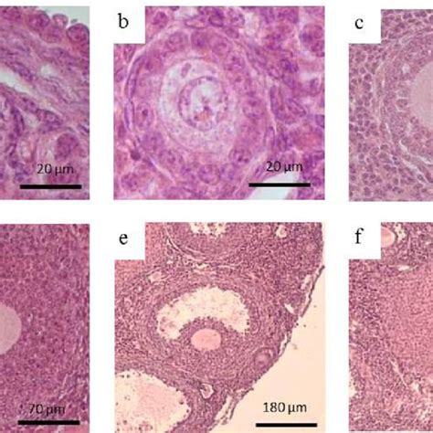 Pdf Pengendalian Folikulogenesis Ovarium Dengan Pemberian Ekstrak