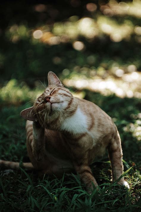 Each cat is an individual as to how much allergen they produce. Cat Allergies: Signs, Triggers & Treatment | Australian ...