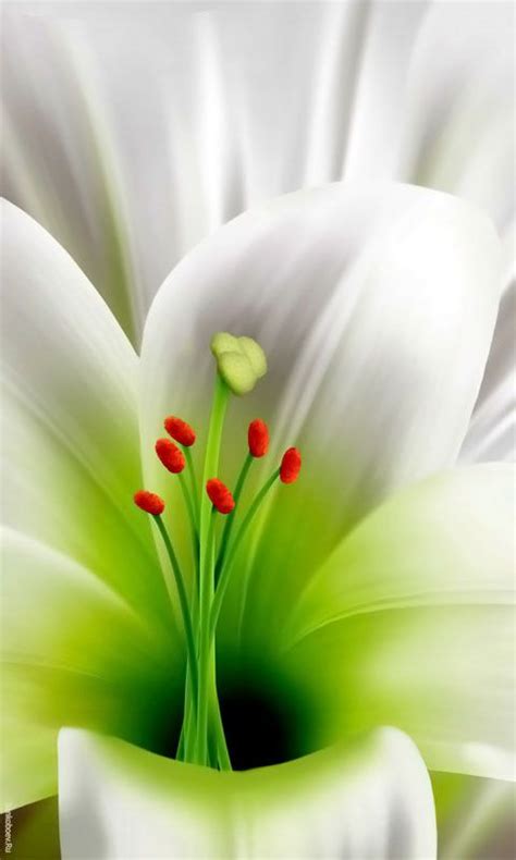 Download 480x800 Лилия Cell Phone Wallpaper Category Flowers