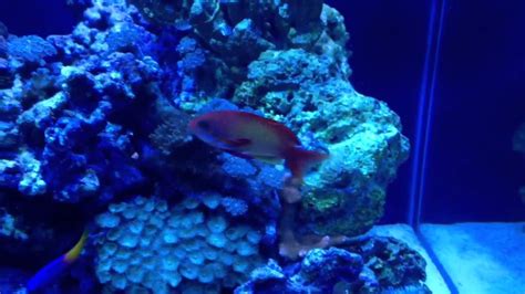 Saltwater Aquarium reef safe fish - YouTube