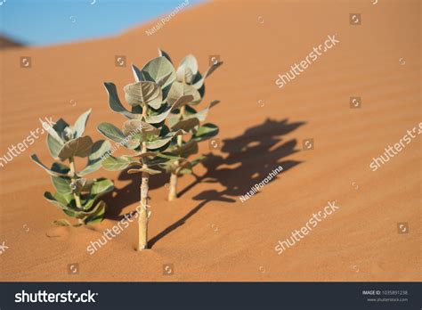 Arabian Desert Plants Calotropis Shoots United Stock Photo 1035891238