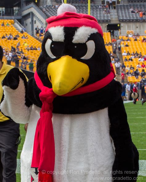 Youngstown State Penguin Mascot Ron Pradetto Photography