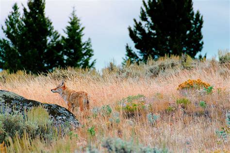Incredible Yellowstone National Park Wildlife 60 Pics