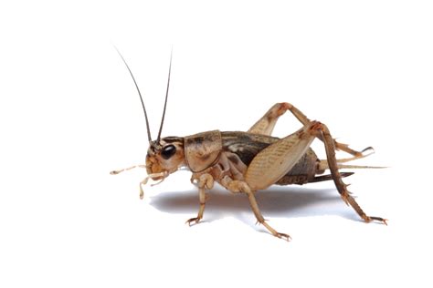 Cricket Insect Png Images Transparent Background Png Play