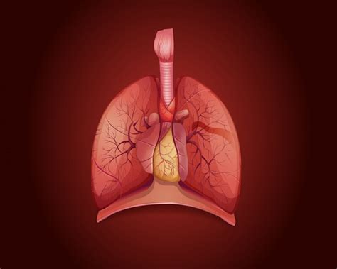 Diagrama Que Muestra Los Pulmones Con Enfermedad Vector Gratis My XXX