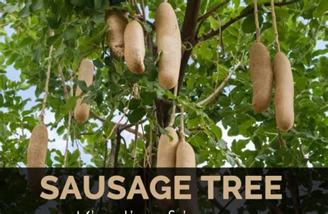 How To Prepare Sausage Tree Fruit Anma