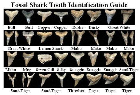 There are tons of different living and extinct species of. Seashells by the Seashore | Shark teeth, Fossilized shark ...