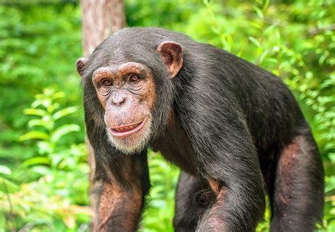 Recent Genetic Connectivity Found Among Chimpanzee Subspecies