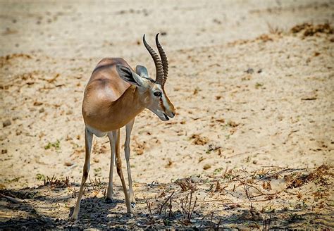 10 Animals Native To Egypt Worldatlas