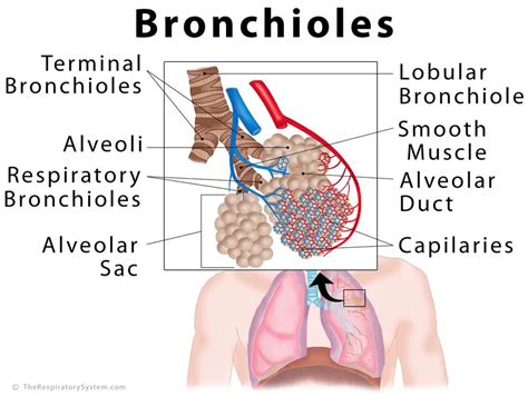 Bronchioles Diagram