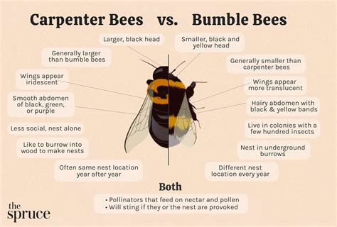 Carpenter Bees Vs Bumble Bees Whats The Difference