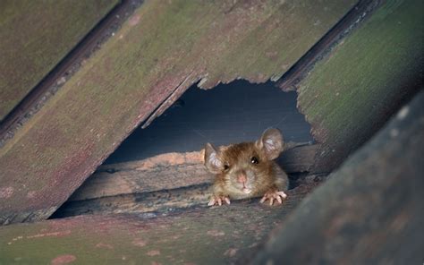 How To Get Rid Of Mice In Attics