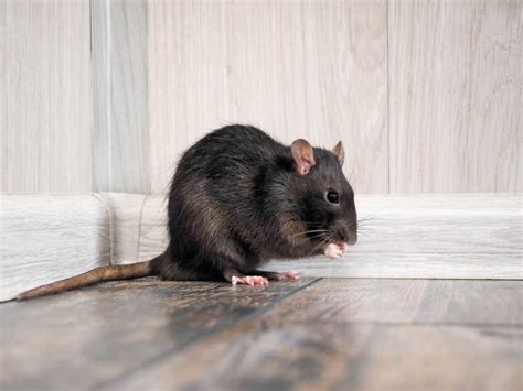 How Smart Are Mice And Rats Terminix