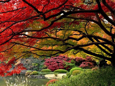 Red Autumn Tree Hd Desktop Wallpaper Widescreen High Definition