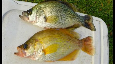 Albino Crappie Yellow Crappie Or A Golden Crappie Youtube