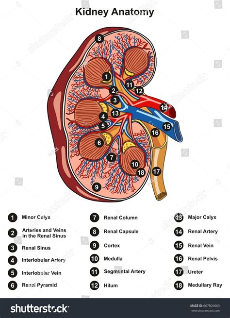 Blood vessels are the branches of the circulatory system that carries blood in the human body. Kidney Anatomy Cross Section Infographic Diagram Stock ...